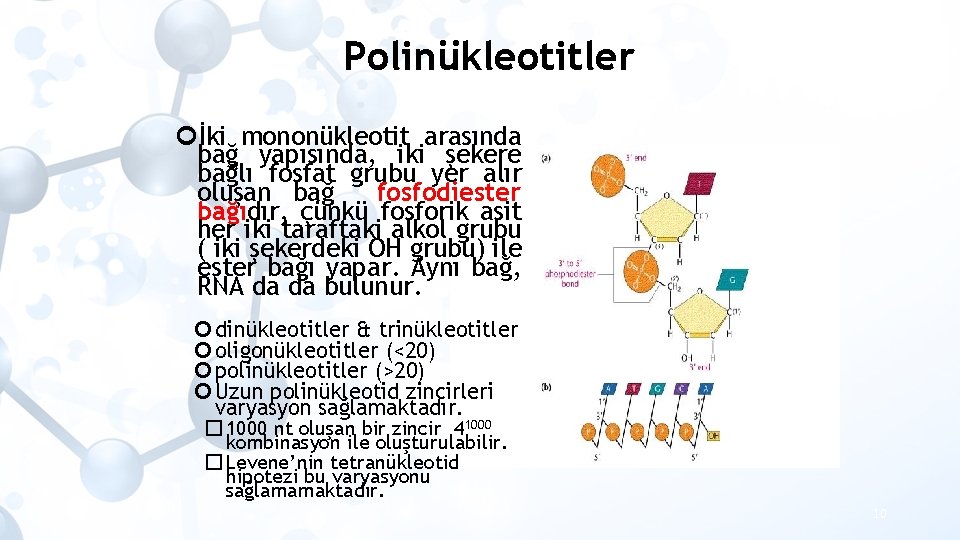 Polinükleotitler İki mononükleotit arasında bağ yapısında, iki şekere bağlı fosfat grubu yer alır oluşan