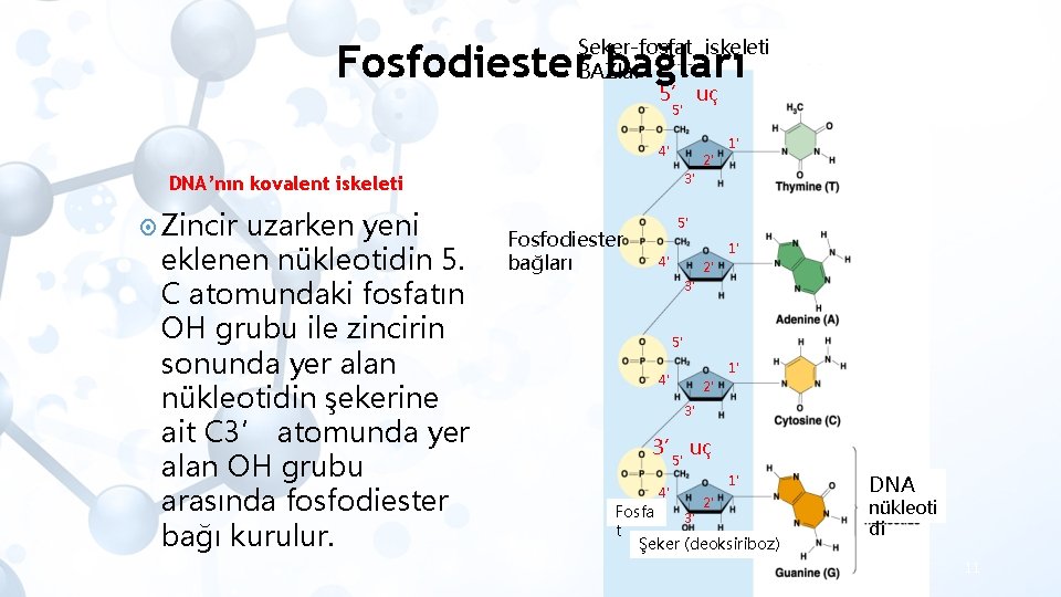 Şeker-fosfat iskeleti BAZlar 5’ uç Fosfodiester bağları 5' 4' 2' 3' DNA’nın kovalent iskeleti