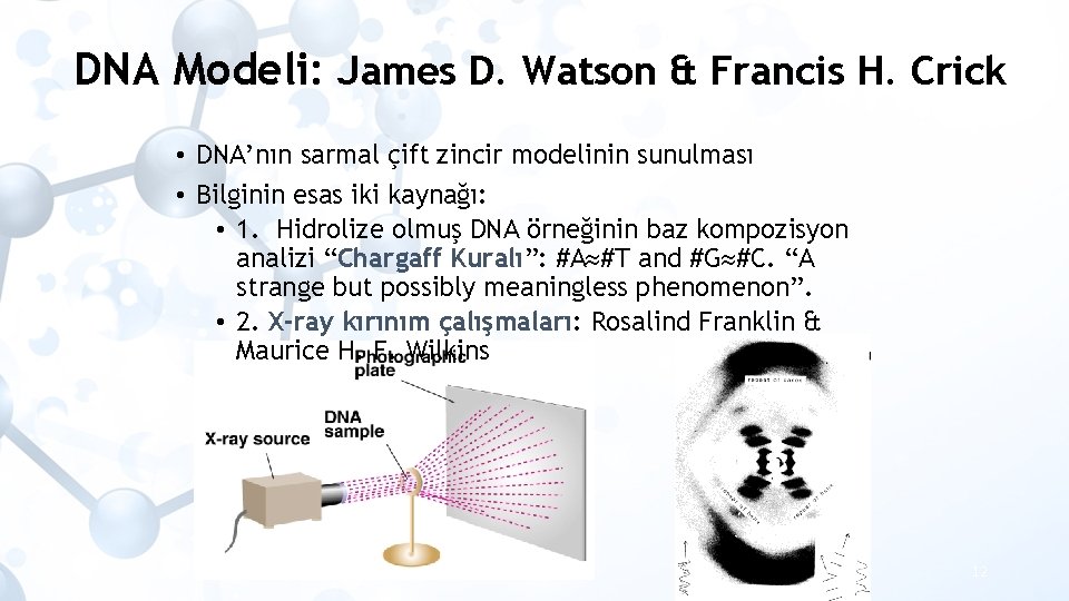 DNA Modeli: James D. Watson & Francis H. Crick • DNA’nın sarmal çift zincir