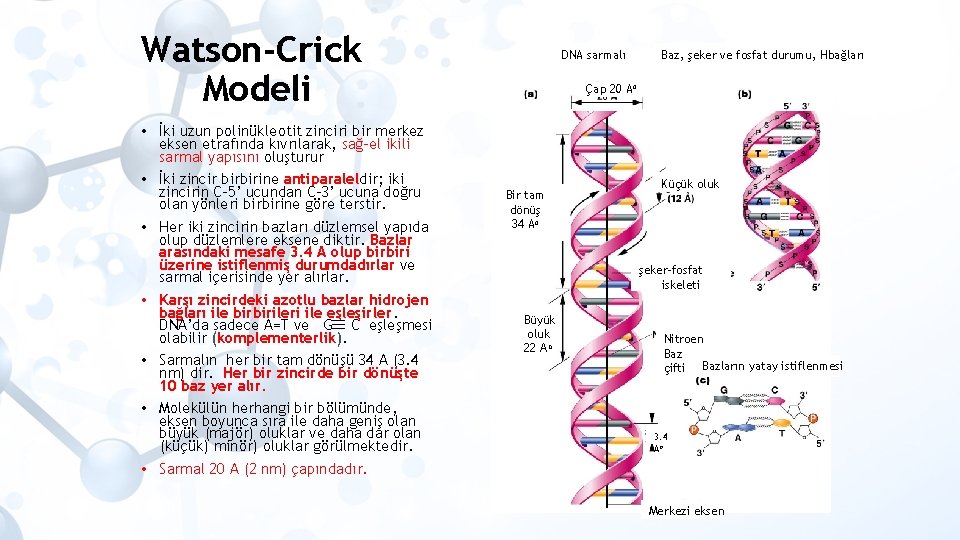 Watson-Crick Modeli DNA sarmalı Baz, şeker ve fosfat durumu, Hbağları Çap 20 Ao •