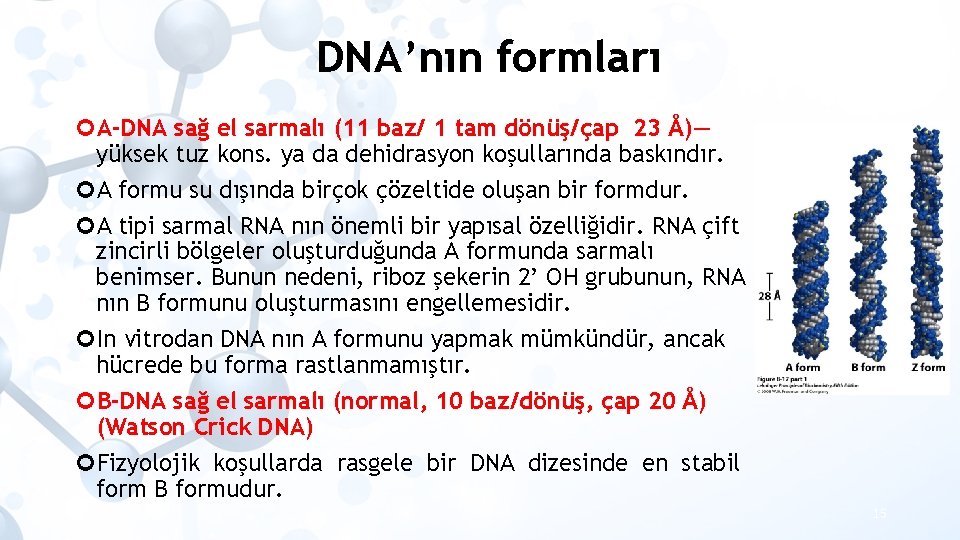 DNA’nın formları A-DNA sağ el sarmalı (11 baz/ 1 tam dönüş/çap 23 Å)— yüksek