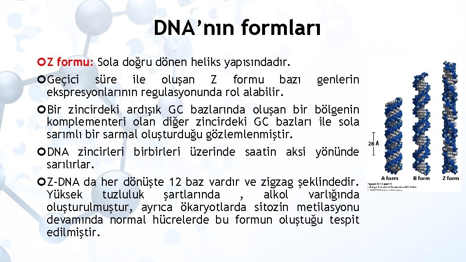 DNA’nın formları Z formu: Sola doğru dönen heliks yapısındadır. Geçici süre ile oluşan Z