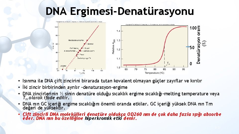 DNA Ergimesi-Denatürasyonu 50 0 Denatürasyon oranı (%) 100 • Isınma ile DNA çift zincirini