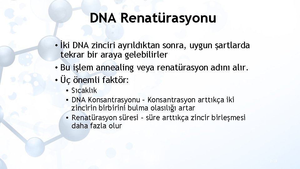 DNA Renatürasyonu • İki DNA zinciri ayrıldıktan sonra, uygun şartlarda tekrar bir araya gelebilirler