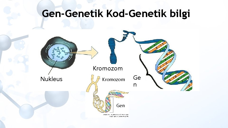 Gen-Genetik Kod-Genetik bilgi Kromozom Nukleus Kromozom Ge n Gen 2 