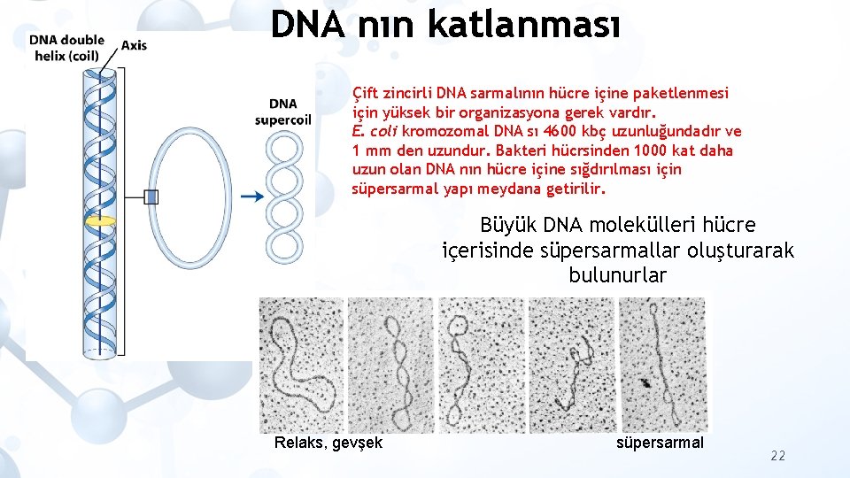 DNA nın katlanması Çift zincirli DNA sarmalının hücre içine paketlenmesi için yüksek bir organizasyona