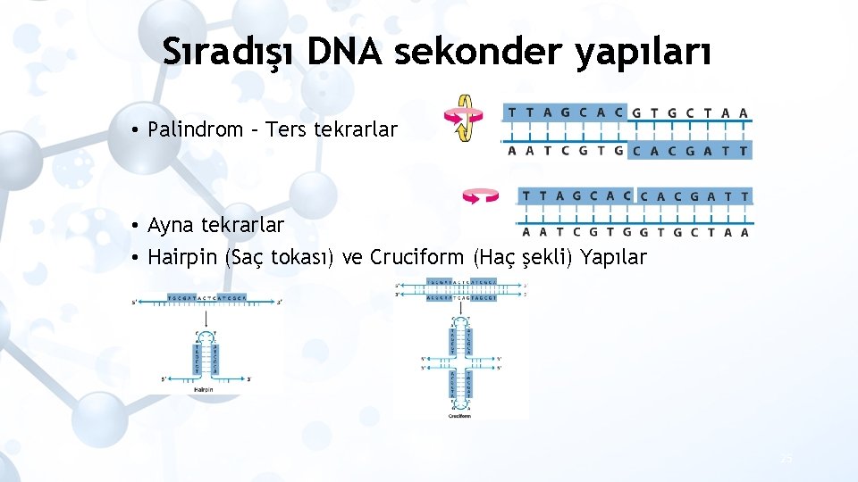 Sıradışı DNA sekonder yapıları • Palindrom – Ters tekrarlar • Ayna tekrarlar • Hairpin