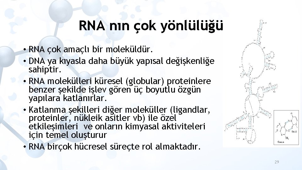 RNA nın çok yönlülüğü • RNA çok amaçlı bir moleküldür. • DNA ya kıyasla