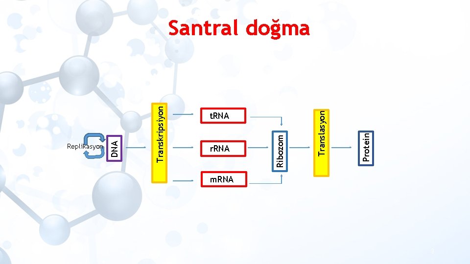 Replikasyon Transkripsiyon DNA r. RNA t. RNA Protein Translasyon Ribozom Santral doğma m. RNA