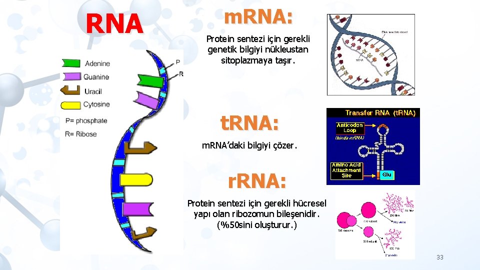 RNA m. RNA: Protein sentezi için gerekli genetik bilgiyi nükleustan sitoplazmaya taşır. t. RNA: