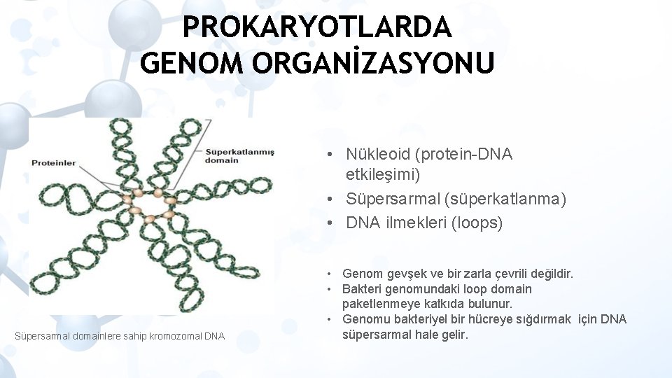 PROKARYOTLARDA GENOM ORGANİZASYONU • Nükleoid (protein-DNA etkileşimi) • Süpersarmal (süperkatlanma) • DNA ilmekleri (loops)