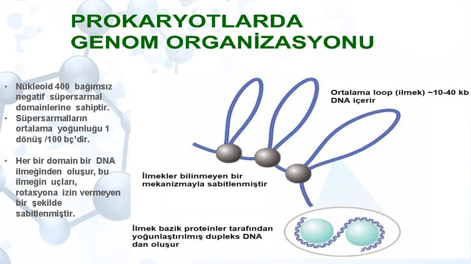  • Nükleoid 400 bağımsız negatif süpersarmal domainlerine sahiptir. • Süpersarmalların ortalama yoğunluğu 1