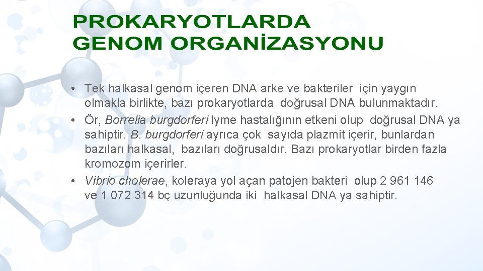  • Tek halkasal genom içeren DNA arke ve bakteriler için yaygın olmakla birlikte,