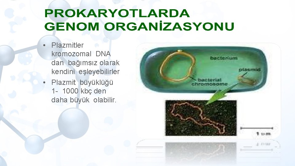  • Plazmitler kromozomal DNA dan bağımsız olarak kendini eşleyebilirler • Plazmit büyüklüğü 1