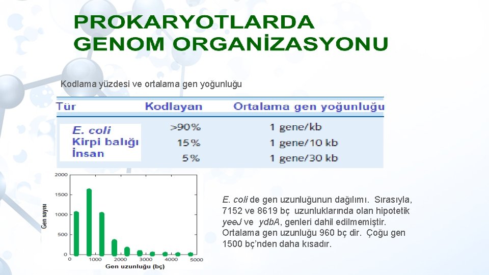 Kodlama yüzdesi ve ortalama gen yoğunluğu E. coli de gen uzunluğunun dağılımı. Sırasıyla, 7152