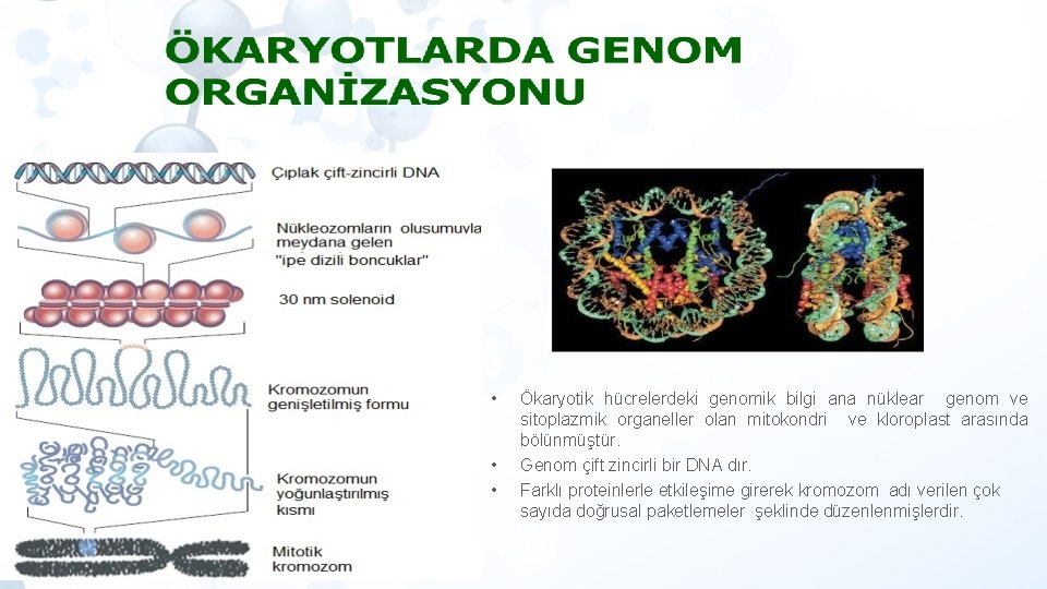  • • • Ökaryotik hücrelerdeki genomik bilgi ana nüklear genom ve sitoplazmik organeller