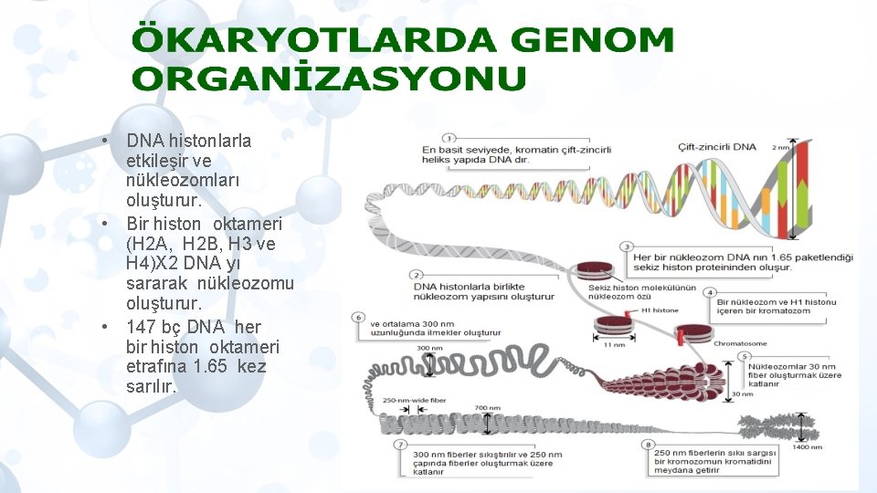  • DNA histonlarla etkileşir ve nükleozomları oluşturur. • Bir histon oktameri (H 2