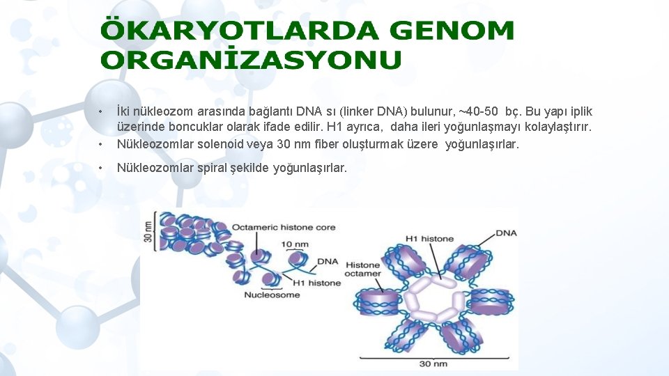  • • İki nükleozom arasında bağlantı DNA sı (linker DNA) bulunur, ~40 -50