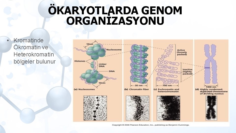 ÖKARYOTLARDA GENOM ORGANİZASYONU • Kromatinde Ökromatin ve Heterokromatin bölgeler bulunur 