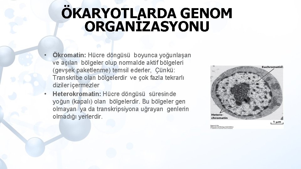 ÖKARYOTLARDA GENOM ORGANİZASYONU • Ökromatin: Hücre döngüsü boyunca yoğunlaşan ve açılan bölgeler olup normalde