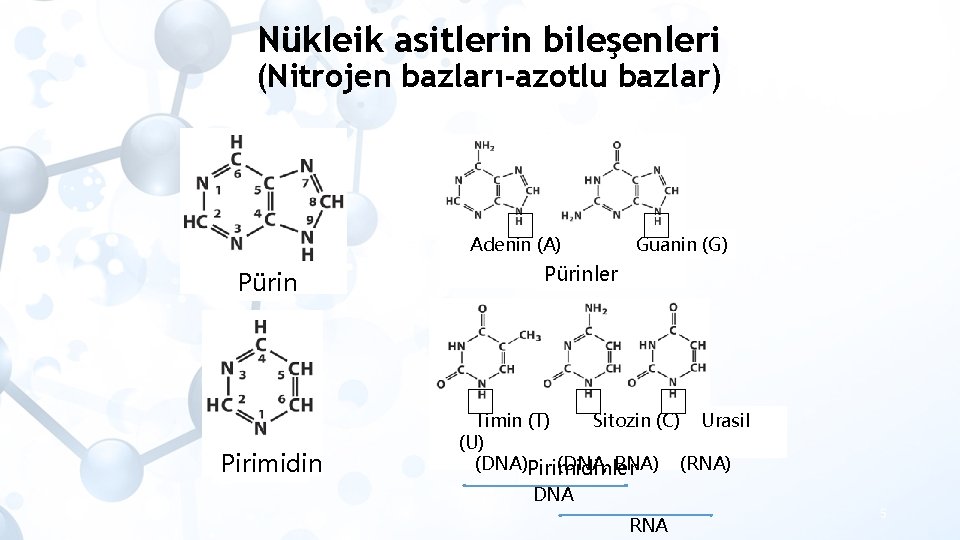 Nükleik asitlerin bileşenleri (Nitrojen bazları-azotlu bazlar) Adenin (A) Pürin Pirimidin Guanin (G) Pürinler Timin