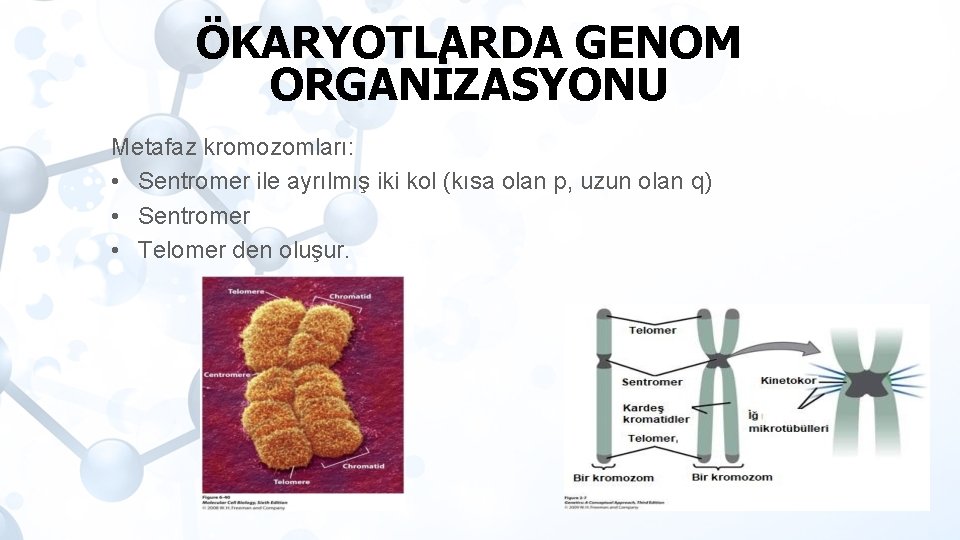 ÖKARYOTLARDA GENOM ORGANİZASYONU Metafaz kromozomları: • Sentromer ile ayrılmış iki kol (kısa olan p,