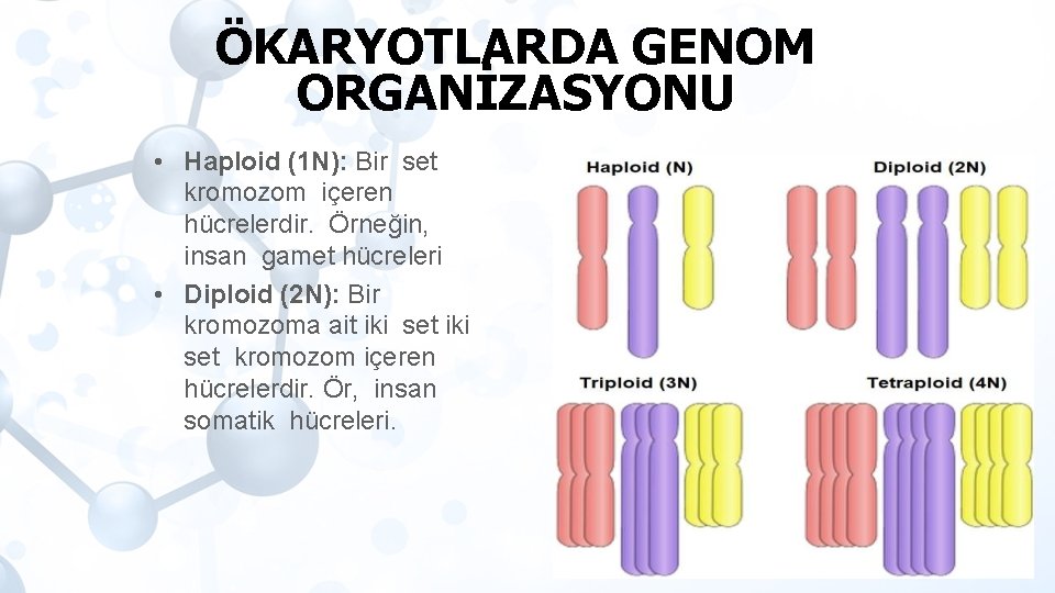 ÖKARYOTLARDA GENOM ORGANİZASYONU • Haploid (1 N): Bir set kromozom içeren hücrelerdir. Örneğin, insan