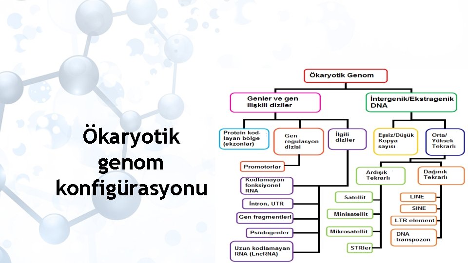 Ökaryotik genom konfigürasyonu 57 