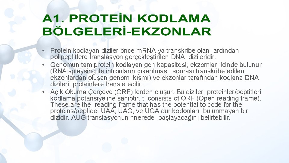  • Protein kodlayan diziler önce m. RNA ya transkribe olan ardından polipeptitlere translasyon