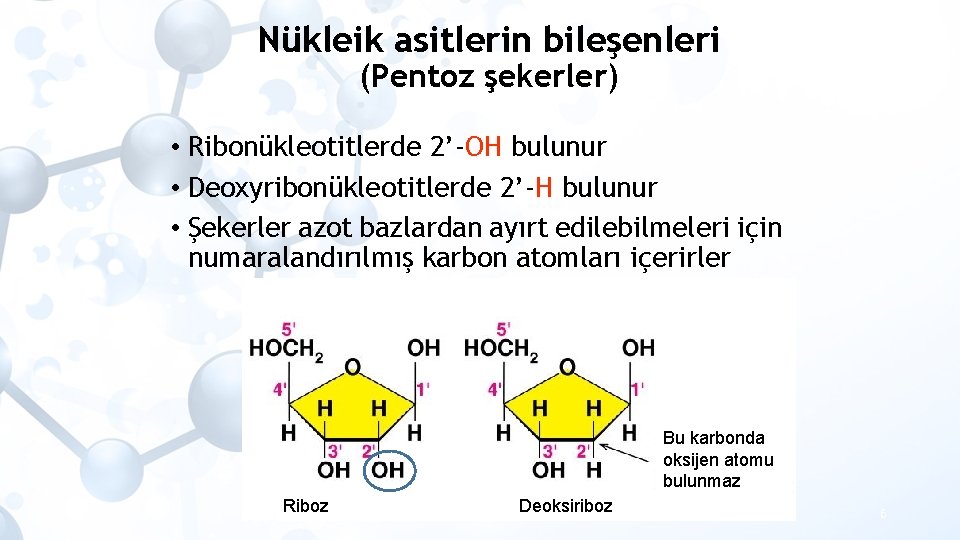 Nükleik asitlerin bileşenleri (Pentoz şekerler) • Ribonükleotitlerde 2’-OH bulunur • Deoxyribonükleotitlerde 2’-H bulunur •