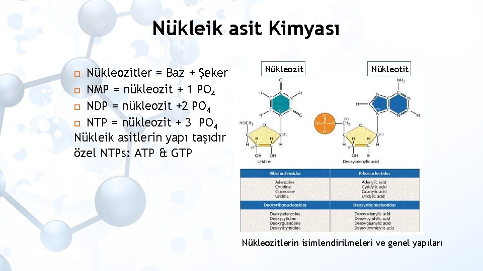 Nükleik asit Kimyası Nükleozitler = Baz + Şeker NMP = nükleozit + 1 PO