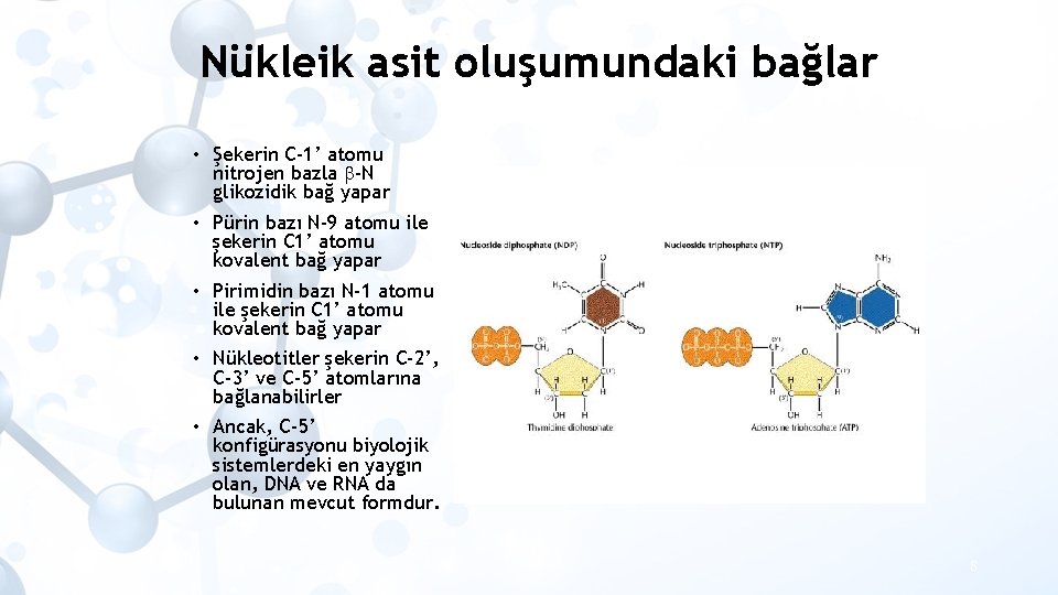 Nükleik asit oluşumundaki bağlar • Şekerin C-1’ atomu nitrojen bazla -N glikozidik bağ yapar