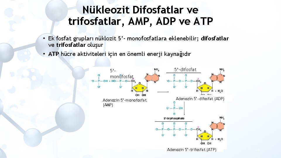 Nükleozit Difosfatlar ve trifosfatlar, AMP, ADP ve ATP • Ek fosfat grupları nüklozit 5’-