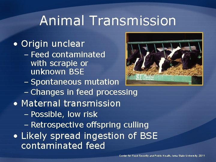 Animal Transmission • Origin unclear – Feed contaminated with scrapie or unknown BSE –