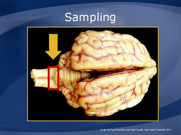 Sampling Obex Center for Food Security and Public Health, Iowa State University, 2011 