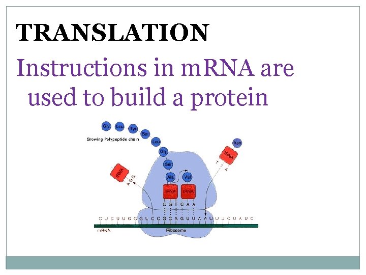 TRANSLATION Instructions in m. RNA are used to build a protein 