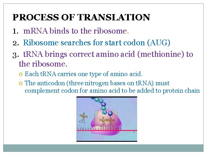 PROCESS OF TRANSLATION 1. m. RNA binds to the ribosome. 2. Ribosome searches for