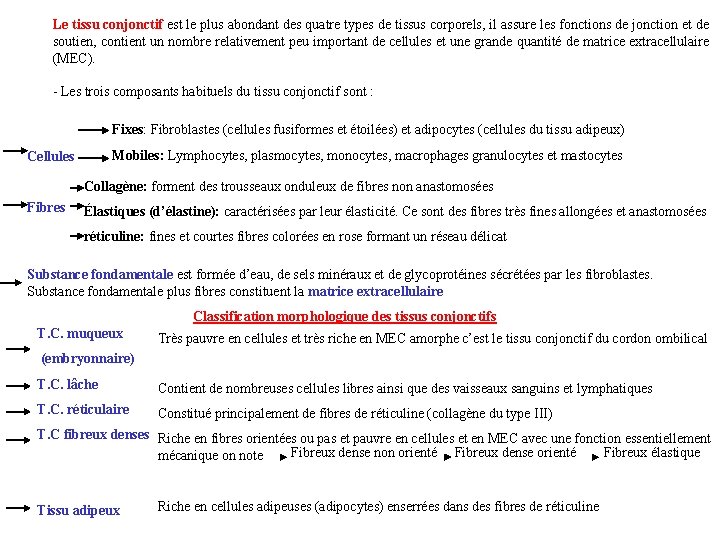 Le tissu conjonctif est le plus abondant des quatre types de tissus corporels, il