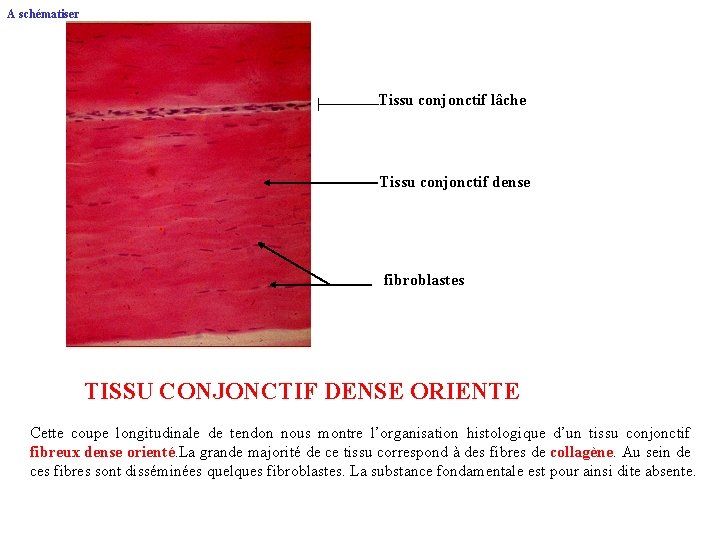 A schématiser Tissu conjonctif lâche Tissu conjonctif dense fibroblastes TISSU CONJONCTIF DENSE ORIENTE Cette