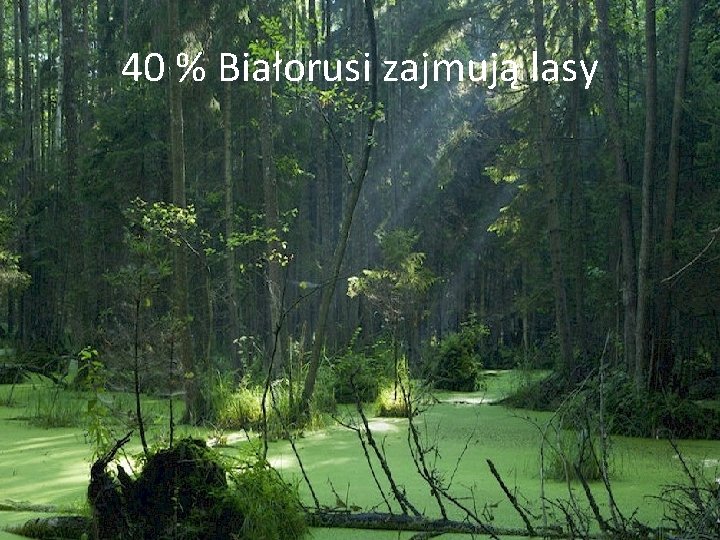 40 % Białorusi zajmują lasy 