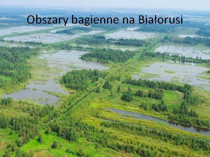 Obszary bagienne na Białorusi 