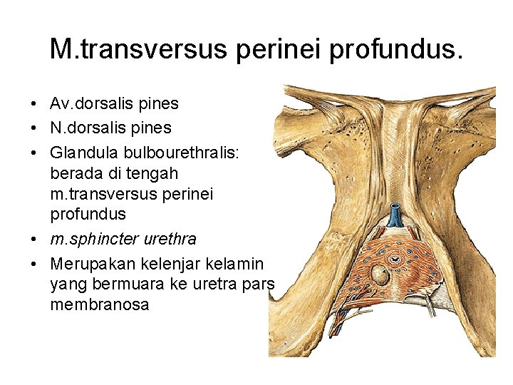 M. transversus perinei profundus. • Av. dorsalis pines • N. dorsalis pines • Glandula