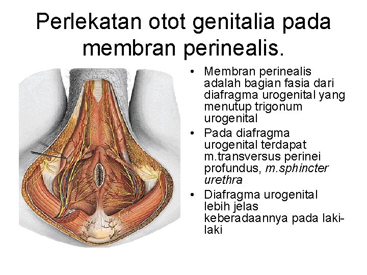 Perlekatan otot genitalia pada membran perinealis. • Membran perinealis adalah bagian fasia dari diafragma