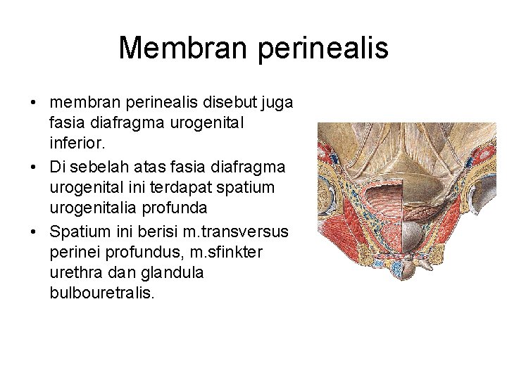 Membran perinealis • membran perinealis disebut juga fasia diafragma urogenital inferior. • Di sebelah