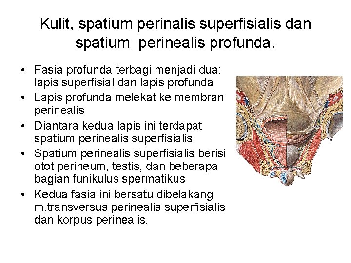 Kulit, spatium perinalis superfisialis dan spatium perinealis profunda. • Fasia profunda terbagi menjadi dua: