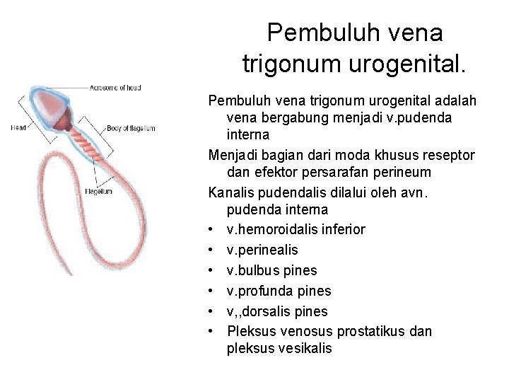 Pembuluh vena trigonum urogenital adalah vena bergabung menjadi v. pudenda interna Menjadi bagian dari