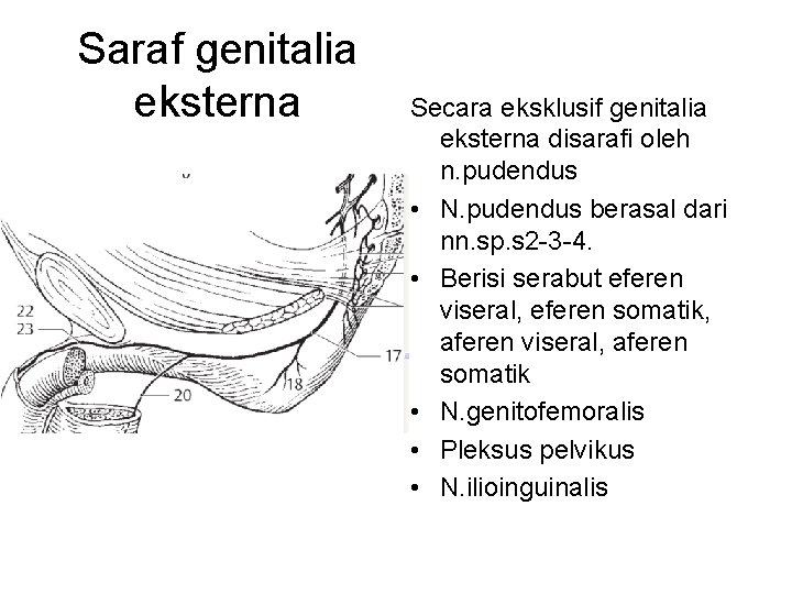 Saraf genitalia eksterna Secara eksklusif genitalia eksterna disarafi oleh n. pudendus • N. pudendus