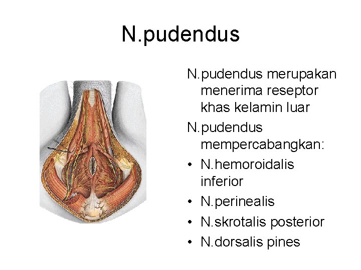 N. pudendus merupakan menerima reseptor khas kelamin luar N. pudendus mempercabangkan: • N. hemoroidalis