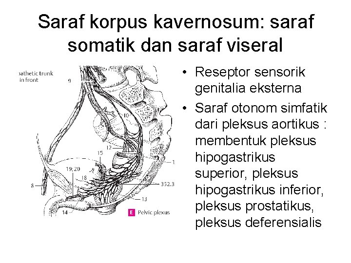 Saraf korpus kavernosum: saraf somatik dan saraf viseral • Reseptor sensorik genitalia eksterna •