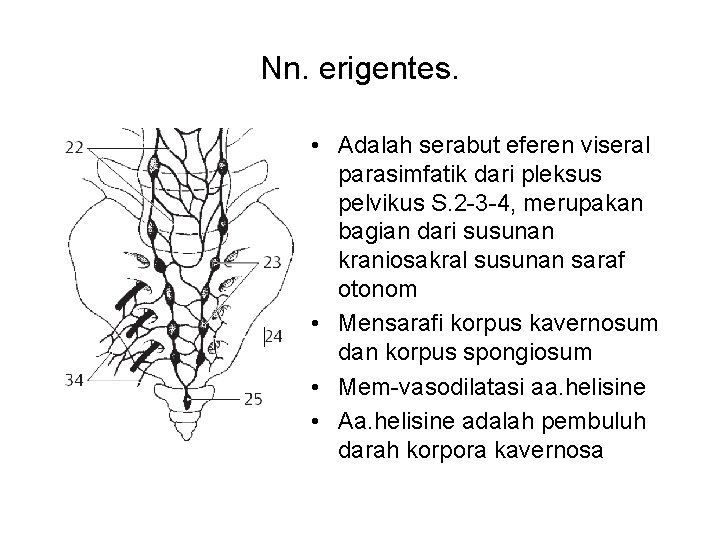 Nn. erigentes. • Adalah serabut eferen viseral parasimfatik dari pleksus pelvikus S. 2 -3
